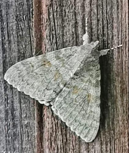 Réf. 329 372 : Catocala elocata